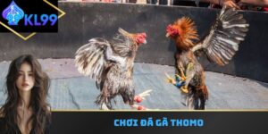 Chơi đá gà thomo